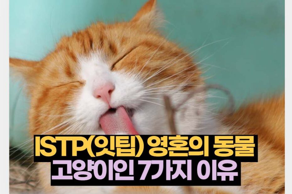 ISTP(잇팁) 영혼의 동물  고양이인 7가지 이유 